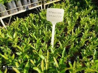 Sementes e Mudas Florestais - Foto 3