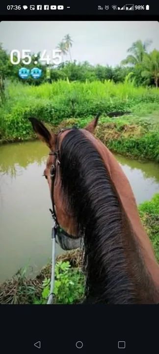 Cavalo quarto de milha de direita - Foto 2
