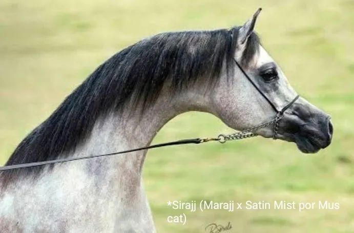 PSA FILHA DE ARMANI HVP EM FILHA DE *SIRAJJ - Foto 3