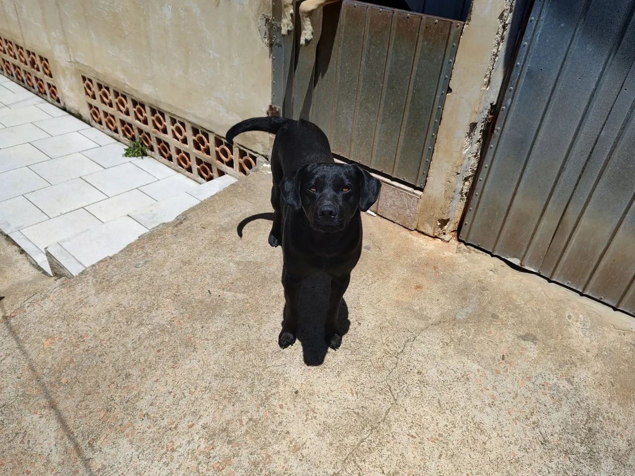 Cachorro preto de porte médio e porte pequeno  para adoção