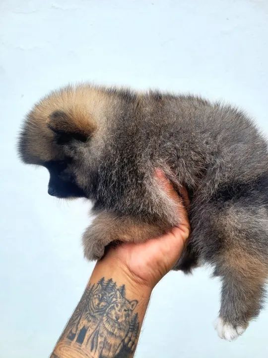 Sptiz Alemão Macho - lulu da pomerânia - pedigree CBKC - 10x sem juros - Foto 4