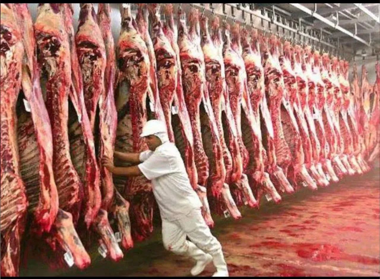 FRIGORÍFICO BOVINO OPORTUNIDADE.