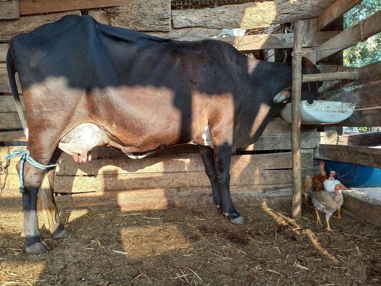 Vacas leiteiras - Foto 2