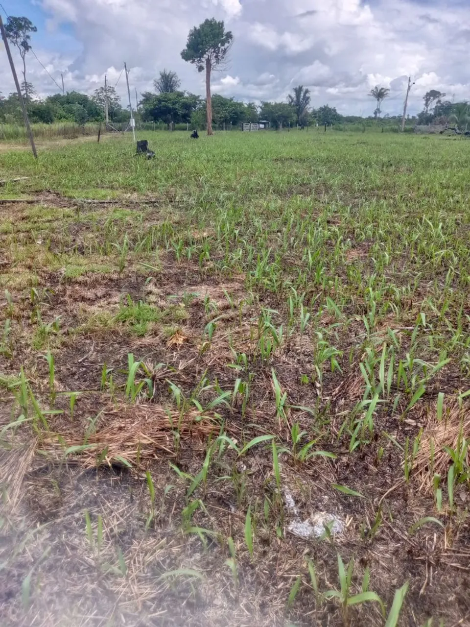 Vendo chácara no km 13 sentido humaita