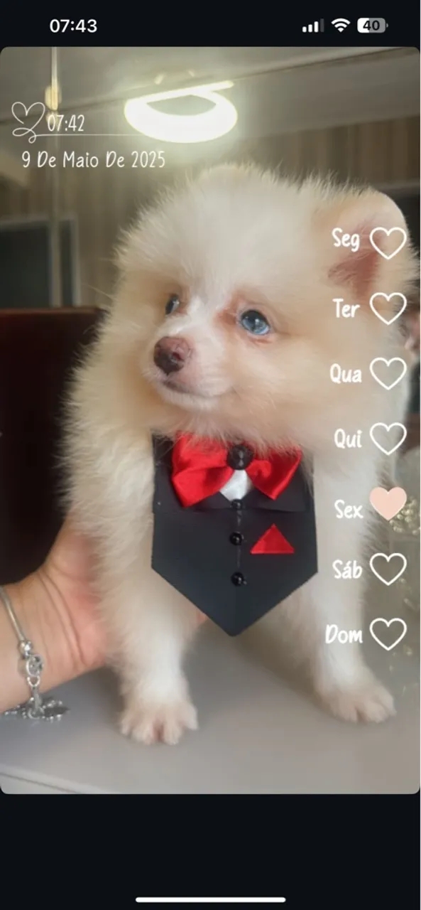 Filhote de Lulu da Pomerânia Macho