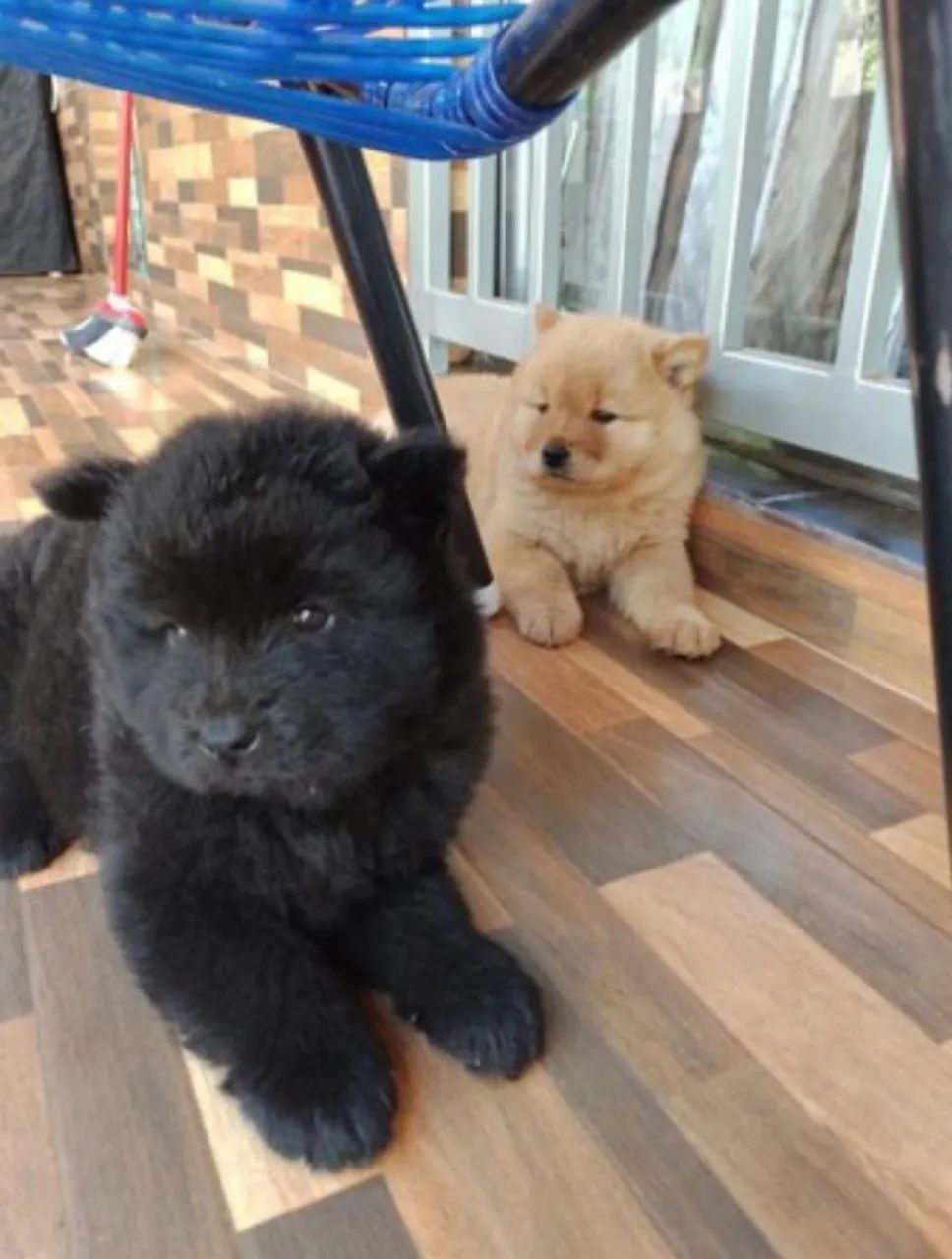 Filhotes Chow-Chow  - Foto 3