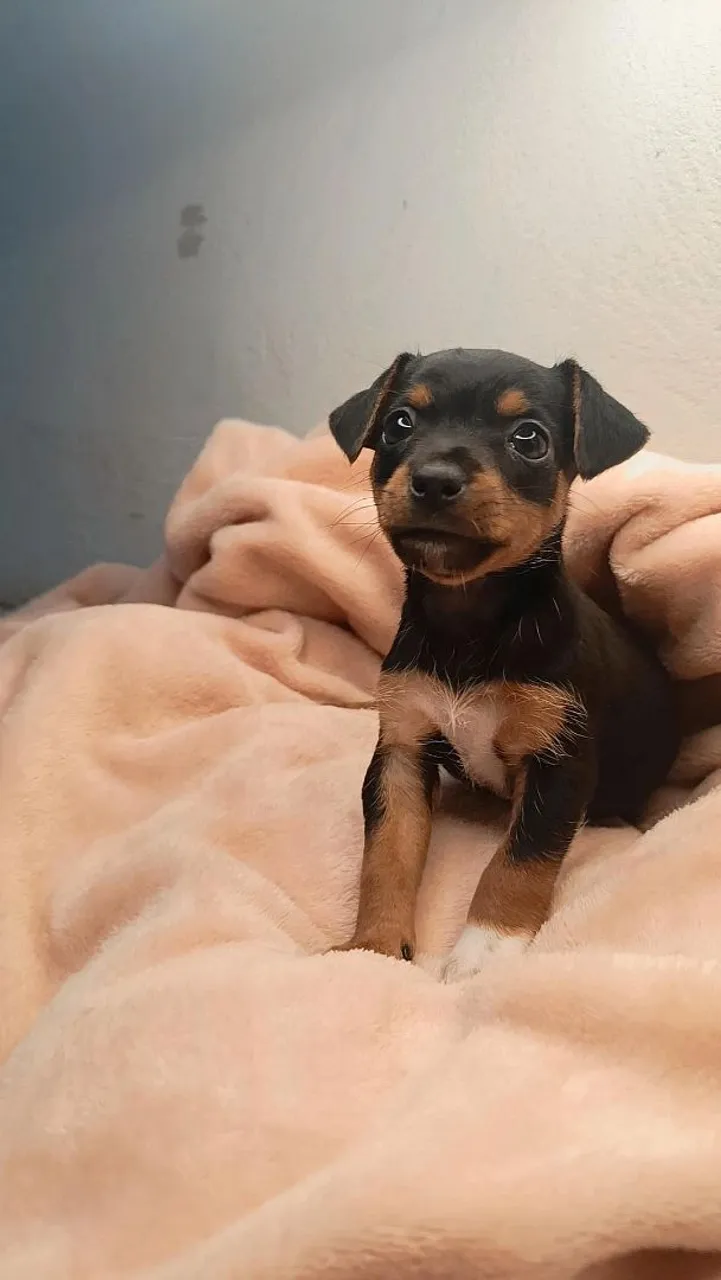 Pinscher Zero miniatura Macho.