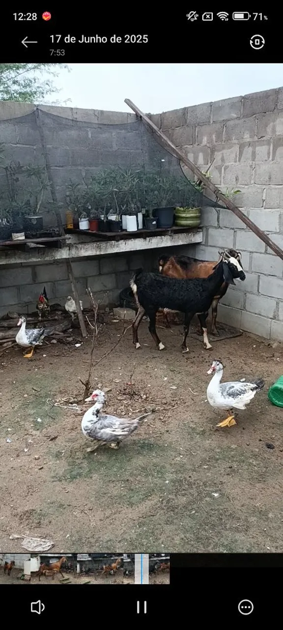 Cabras prenha e parida 