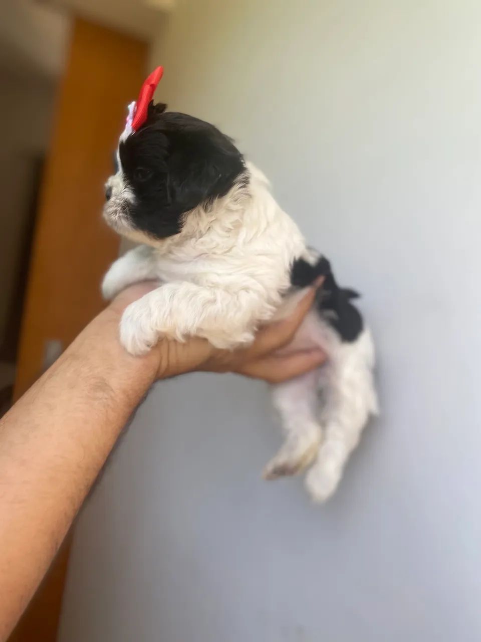 Filhotes de Shihtzu fêmeas  - Foto 3