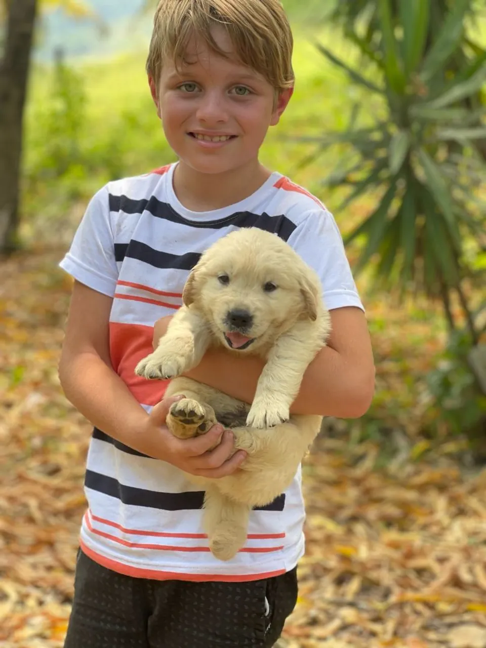 Golden Triunfokennel