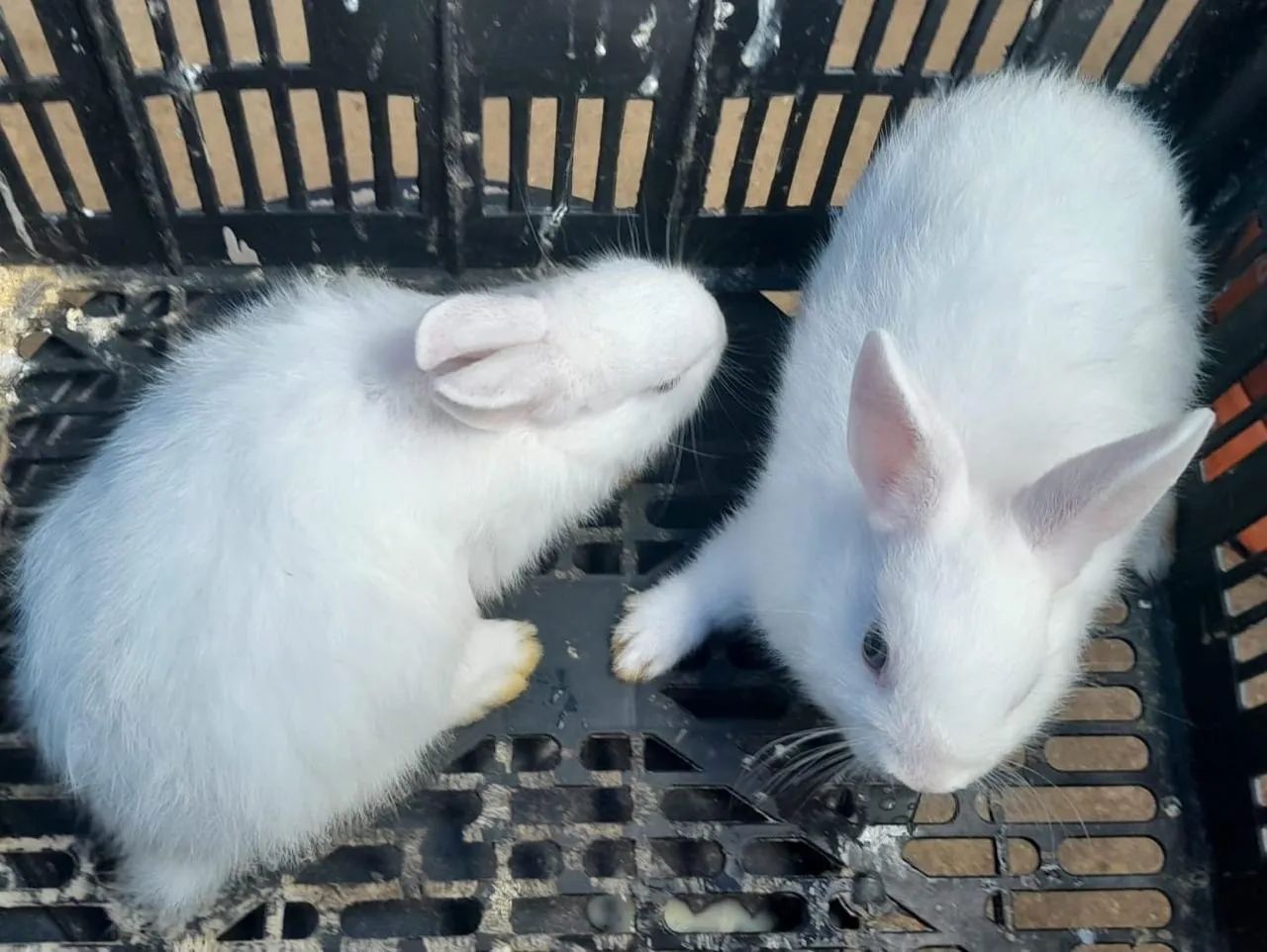 Vendo mini coelhos  - Foto 5