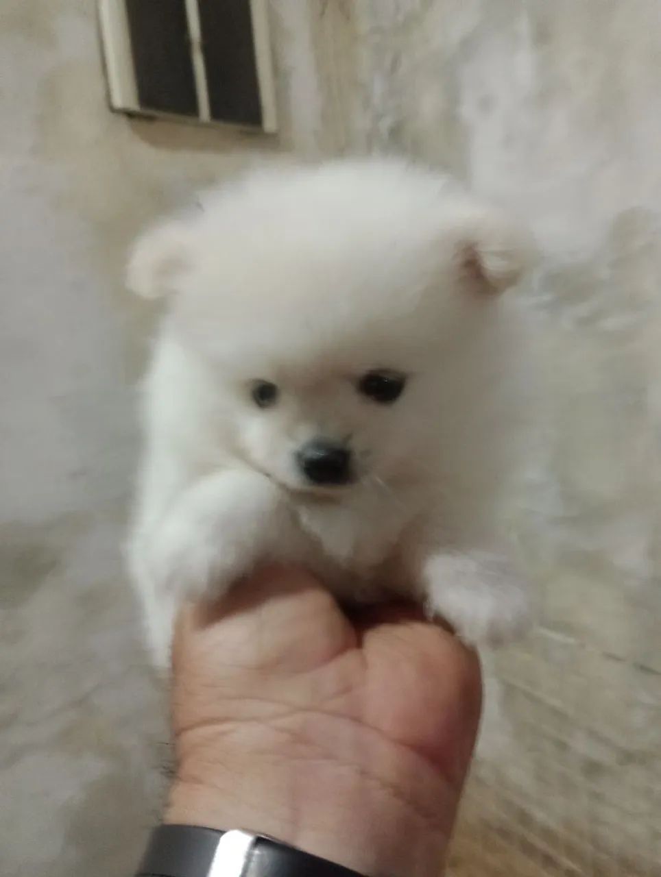 Splitz ALEMÃO anã fêmea filhote  - Foto 4