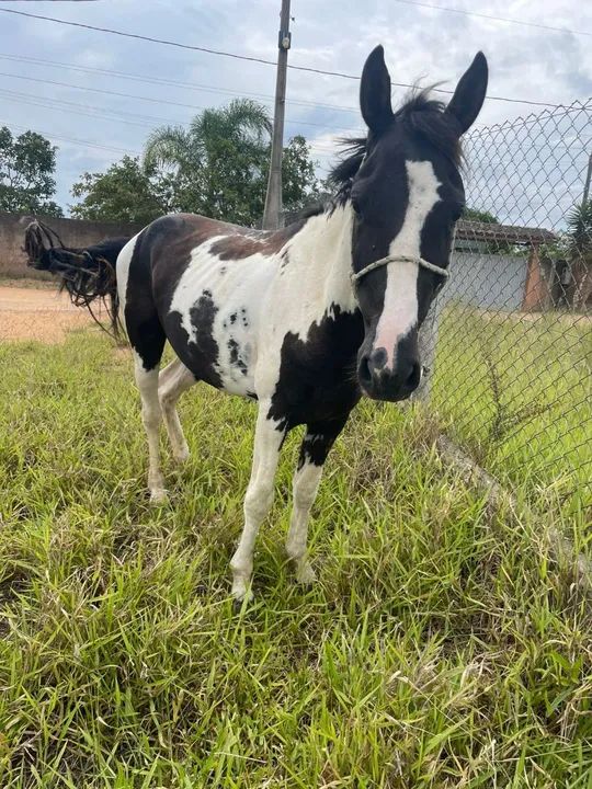 Cavalo Pampa de Preto  - Foto 2
