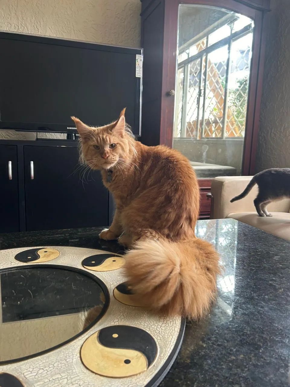 Filhotes de Maine Coon Azuis Fêmeas - Foto 3