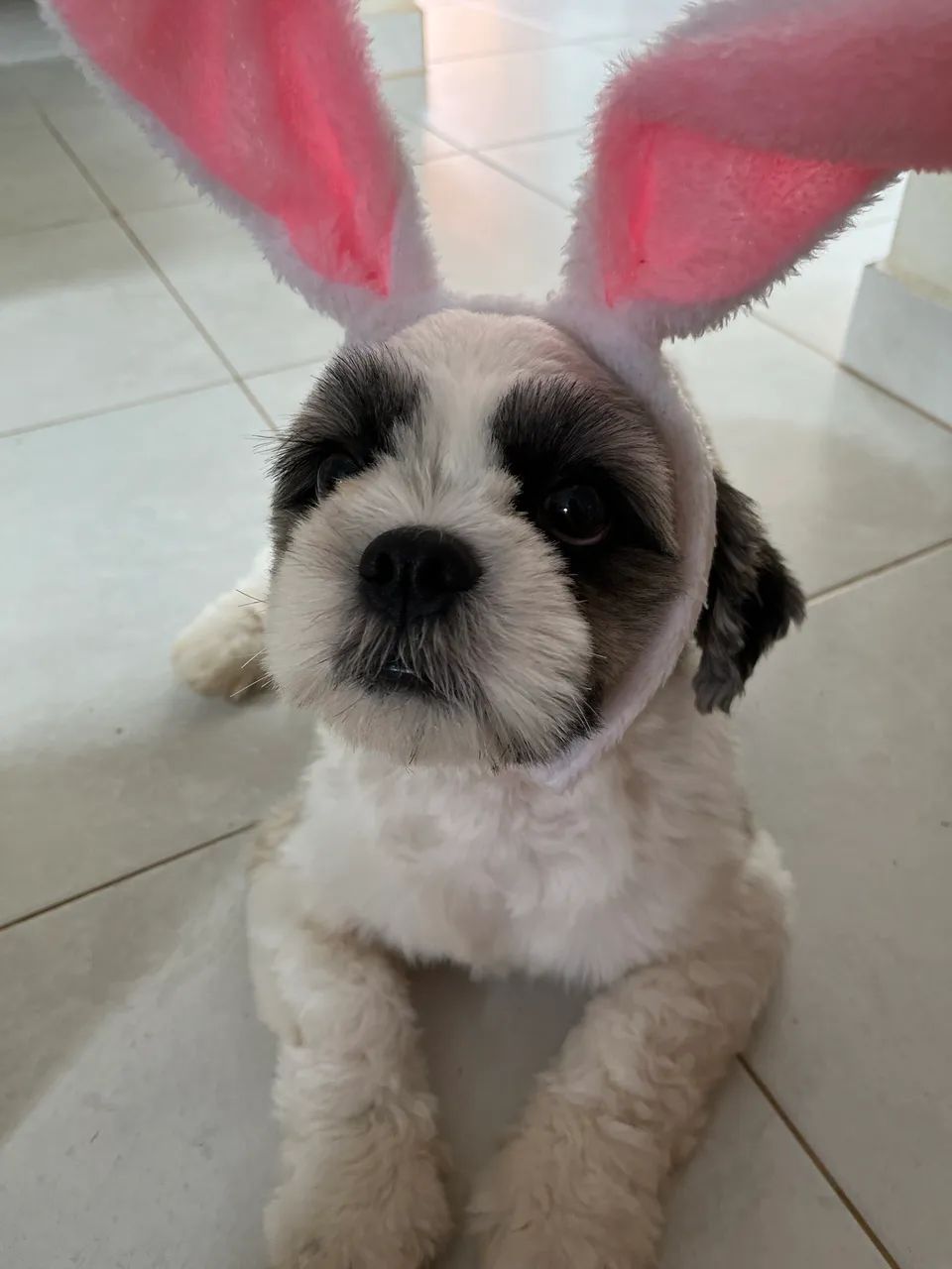 Procura-se namorada para shitzu