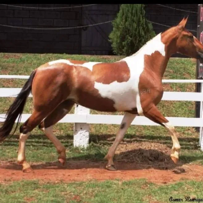 Égua Campolina