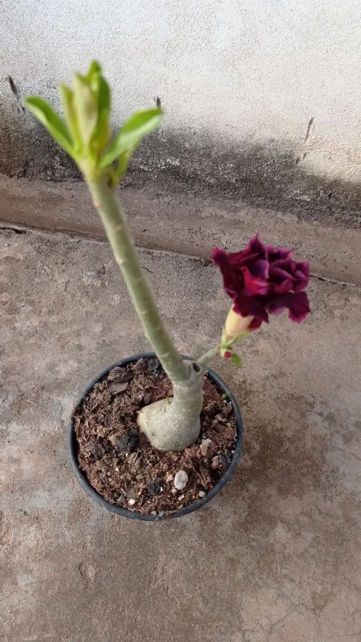 Rosa do Deserto - cor roxa - Foto 5