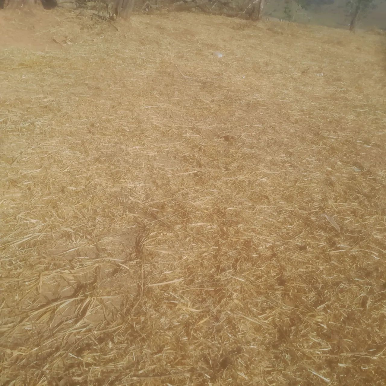 Terreno de 5 mil metros  - Foto 3