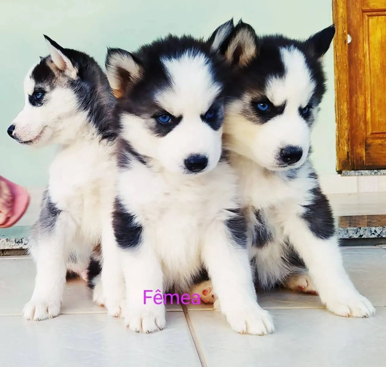 Cutie Husky Siberian Husky Puppies For Sale Olx Alaskan Husky