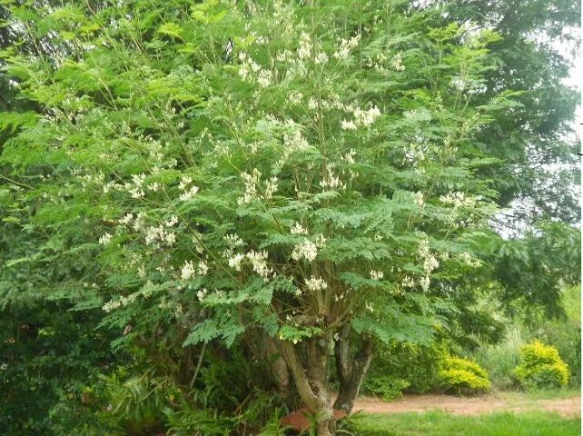 Moringa Oleifera (vendo mudas) - Foto 3