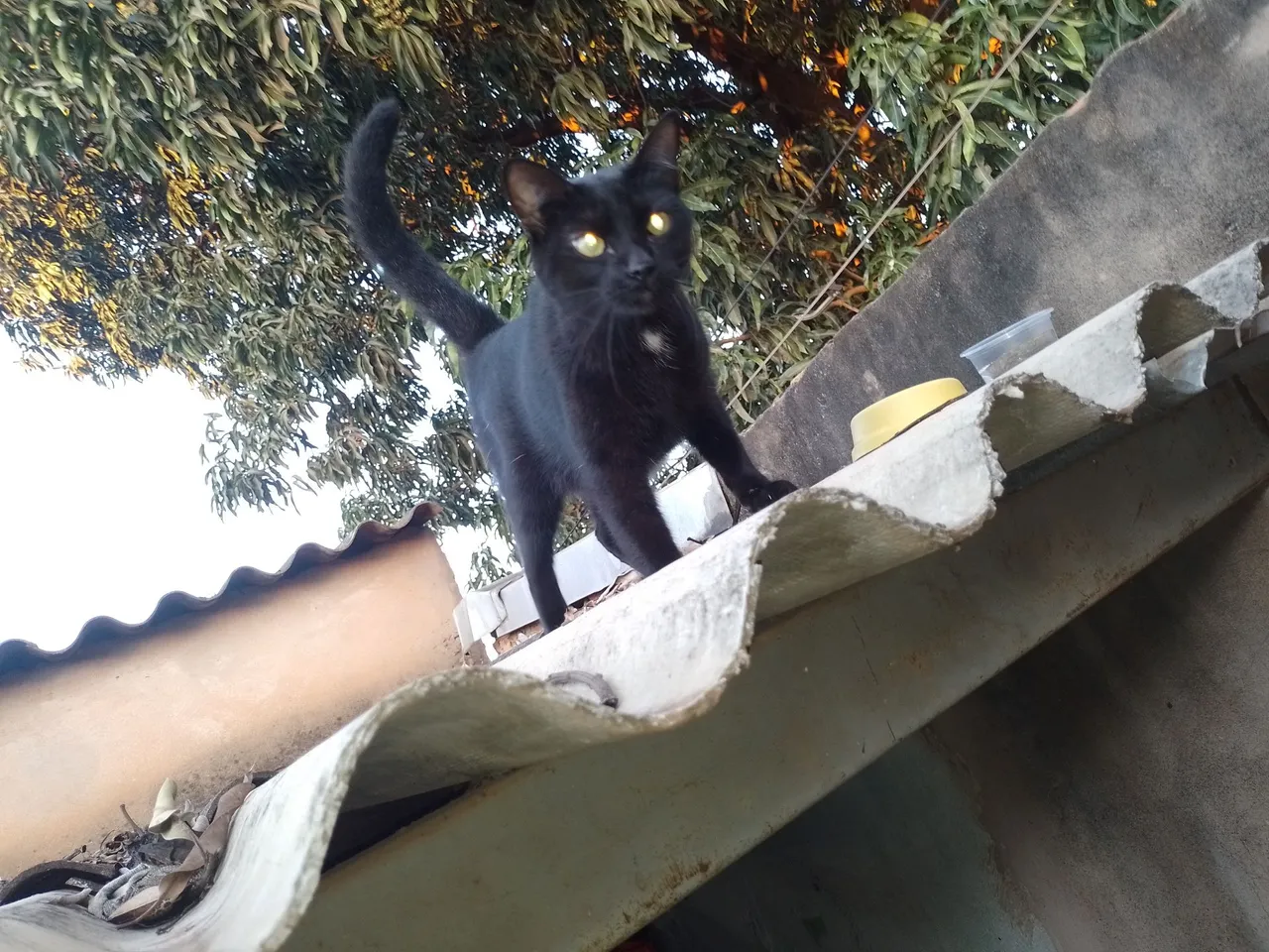 Doação fêmea castrada 