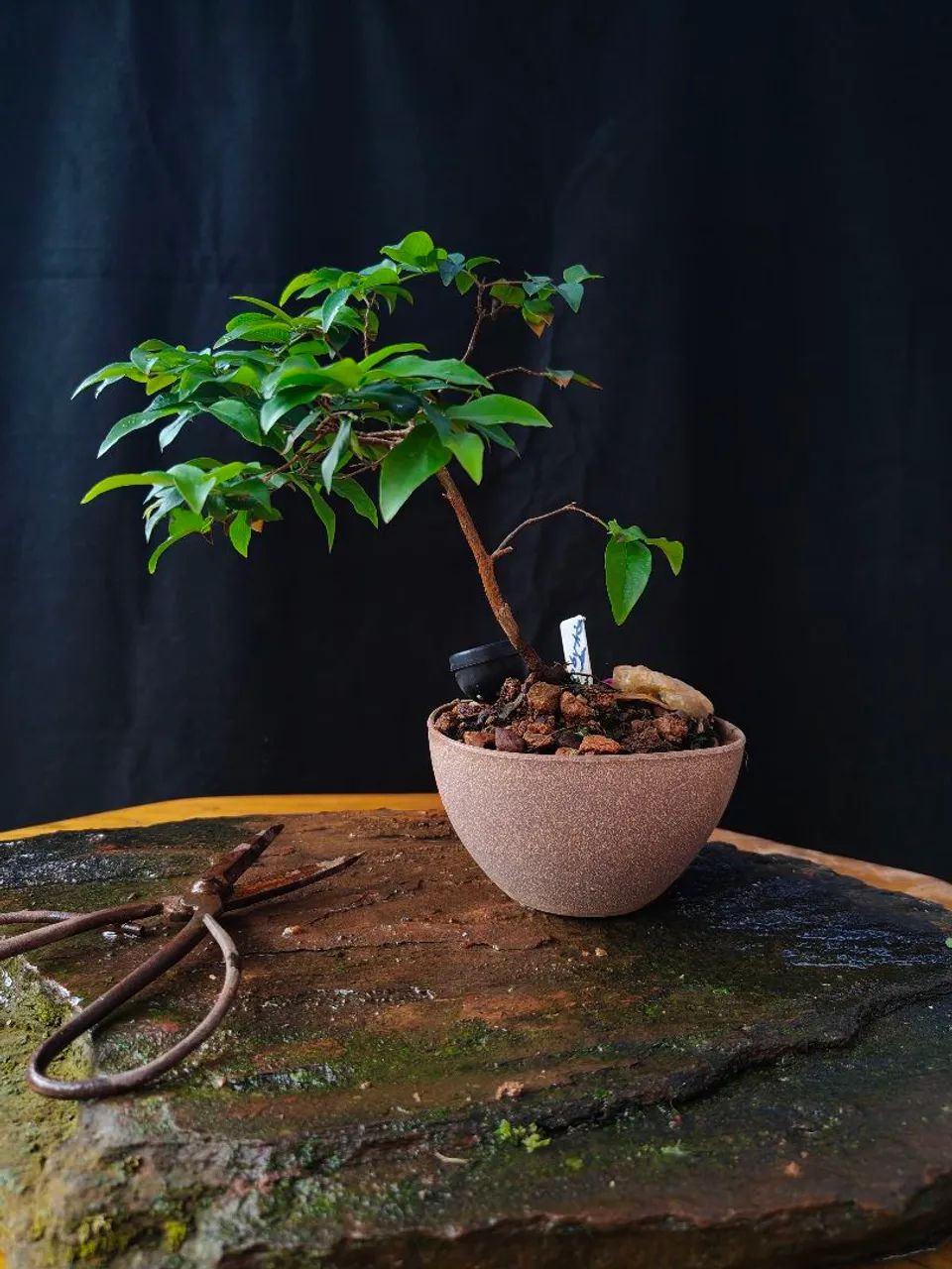 Bonsai Pitanga  - Foto 2