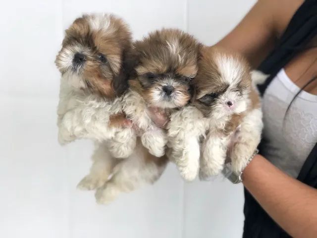 Shih tzu Padrão CBKC - Foto 3