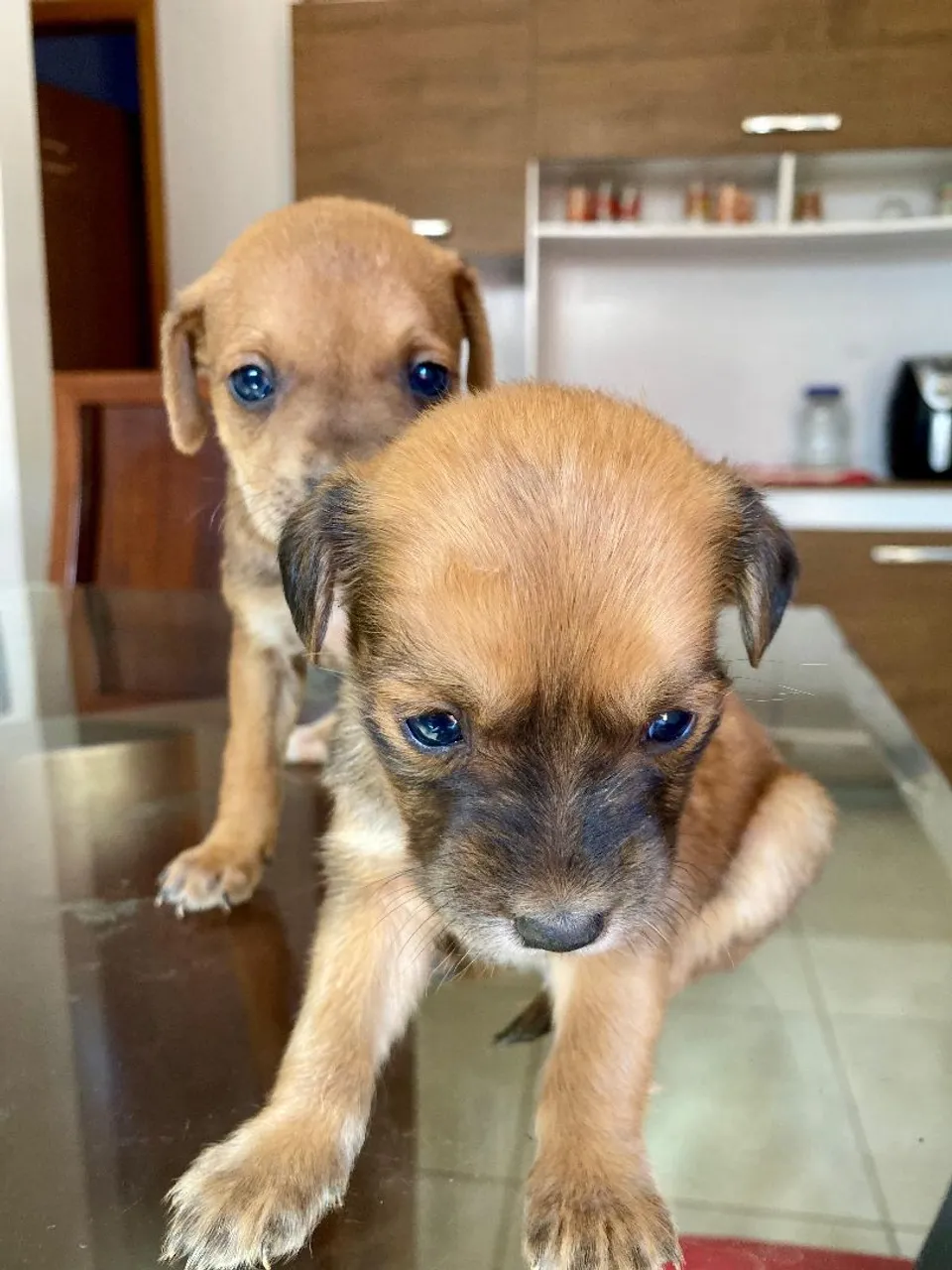 Filhotes de cães adoráveis para adoção!