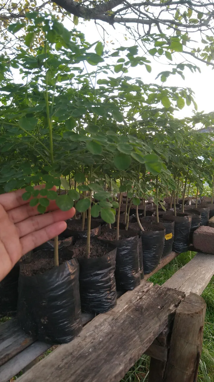 Mudas de Moringa Oleifera - PROMOÇÃO LIMITADA: a partir de 100 unidades é R$5