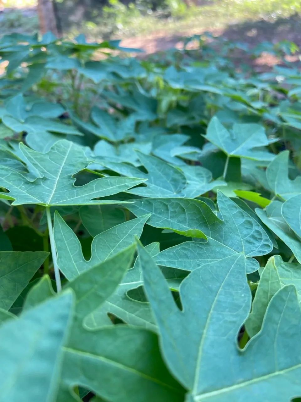 Mudas de Mamão - Foto 2