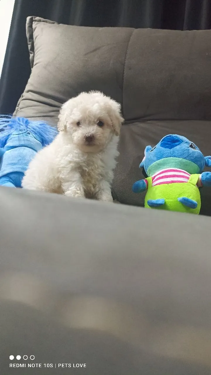 Poodle Toy Fêmea