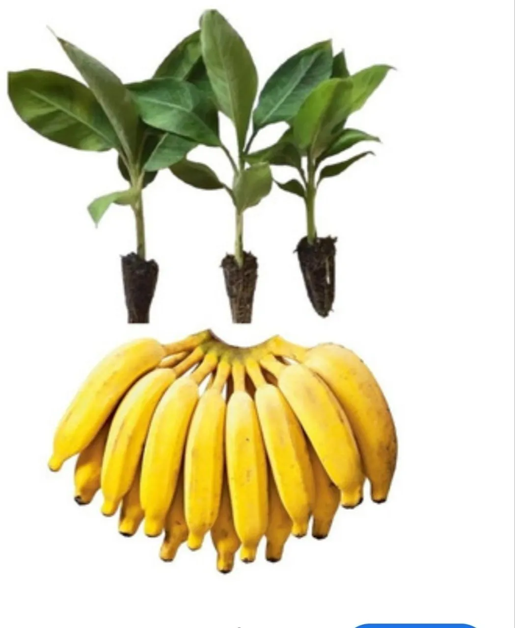 Mudinhas de Banana e Cacho de Banana Pronta para Consumo!