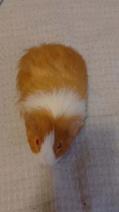 Porquinho da india fêmea  - Foto 3