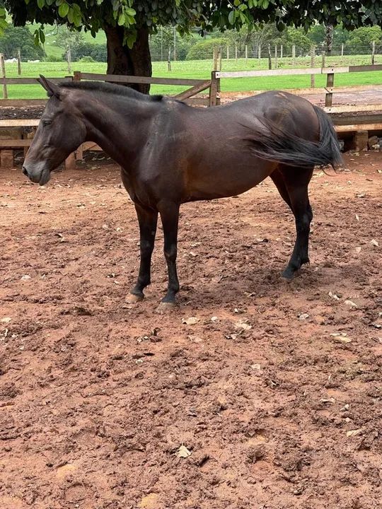 Égua mangalarga marchador  - Foto 3