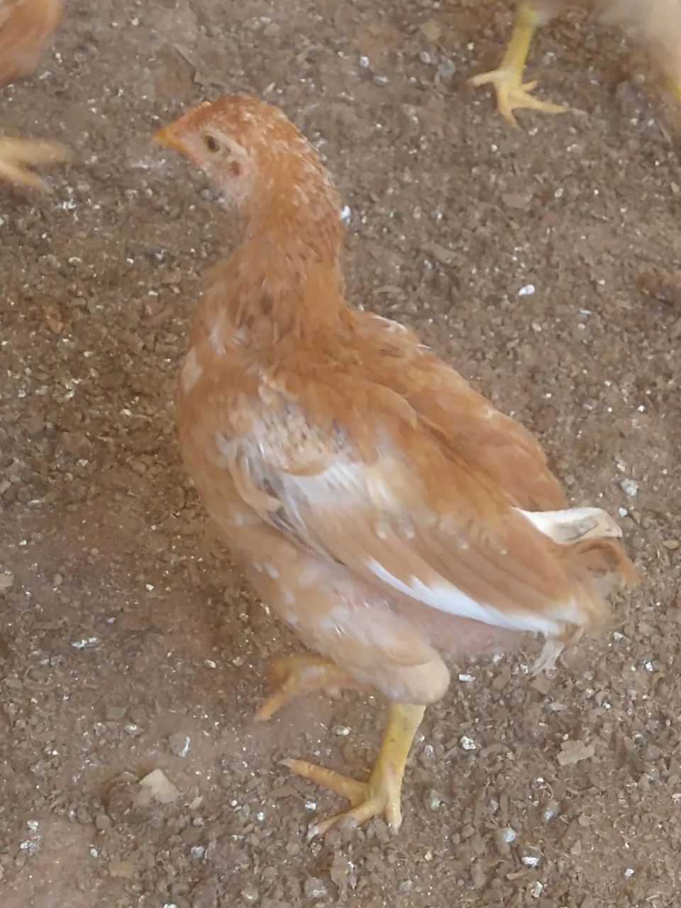 Frango de porta muito forte. - Foto 5