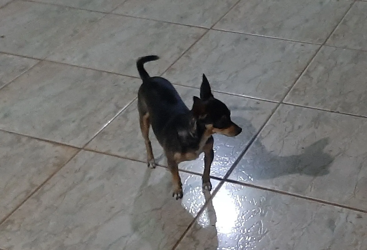 Pinscher Adorável 1