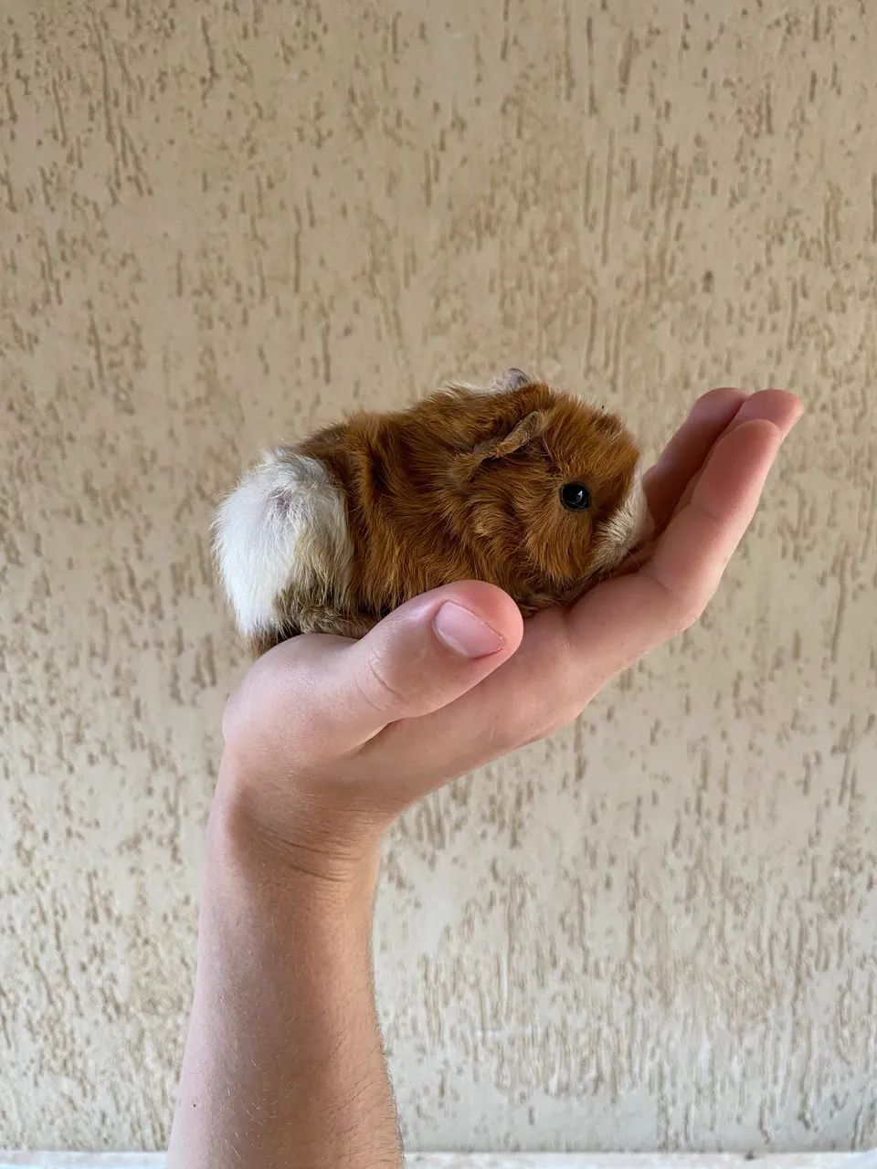 Porquinho da índia  - Foto 4