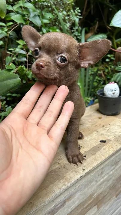 Chihuahua Filhotes de mais alto padrão da raça - Foto 3