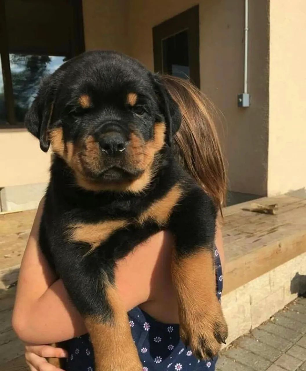 Rottweiler fêmea ou macho  - Foto 6