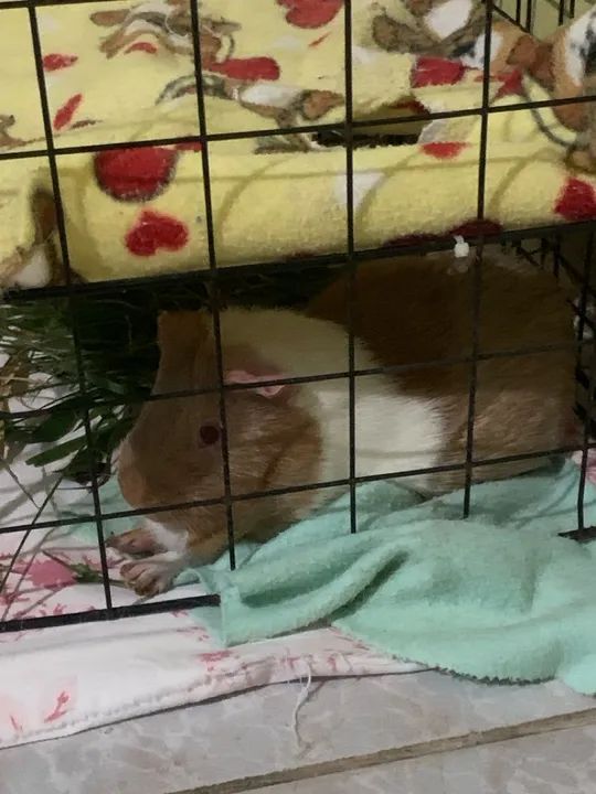 Doação de Porquinho da Índia  - Foto 2