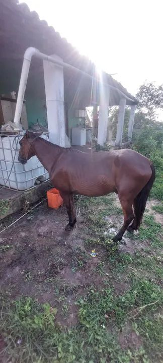 Cavalo mestiço de manga larga topado  - Foto 2