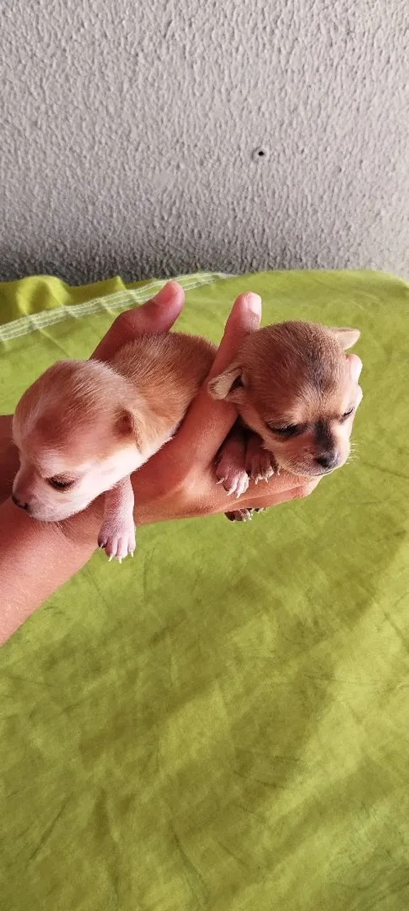 Pinscher macho