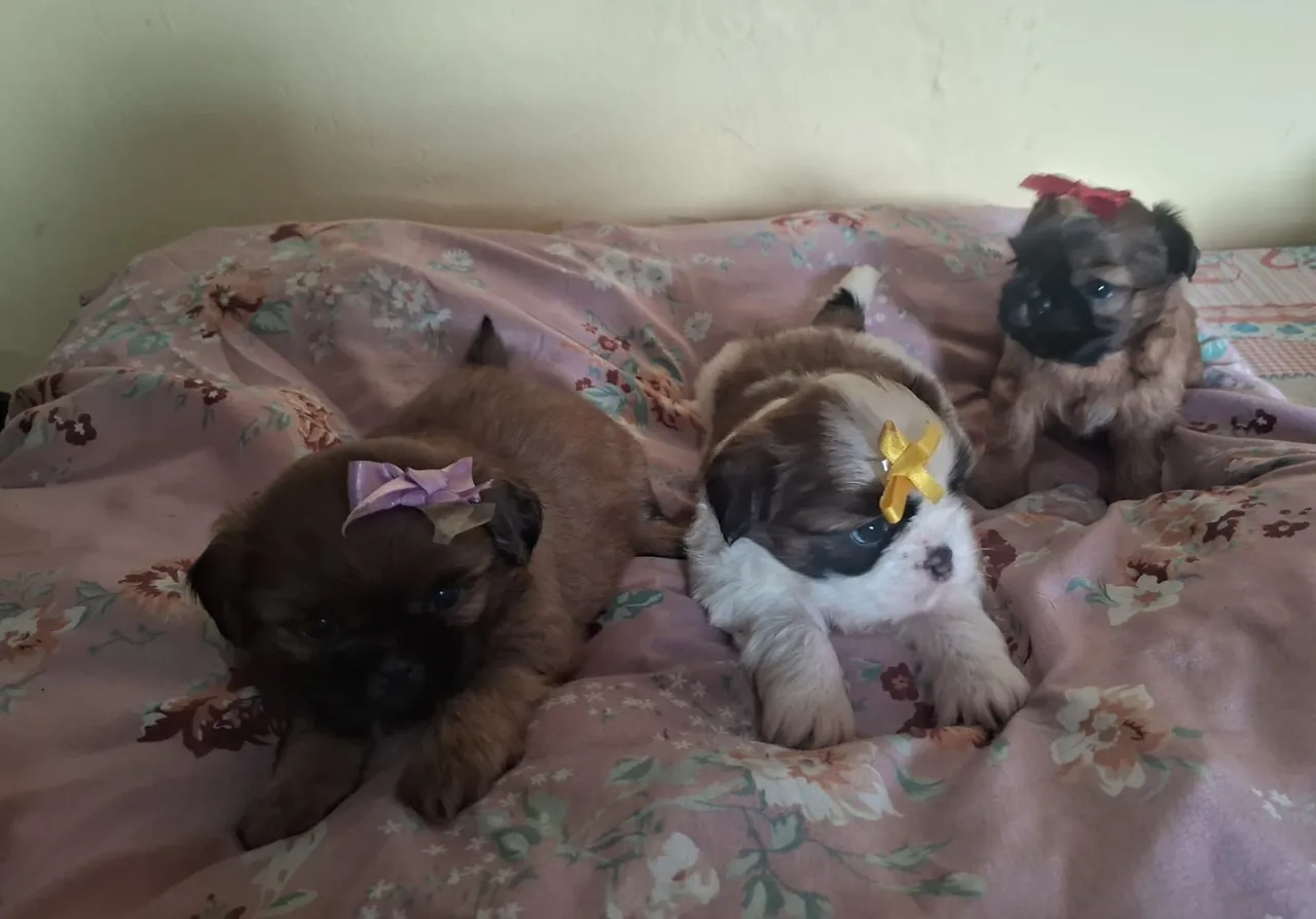 Filhote Shih Tzu Fêmea