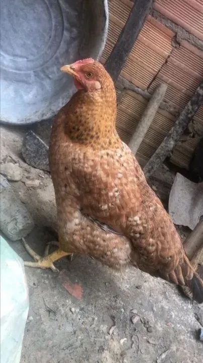 Galinha - Foto 2