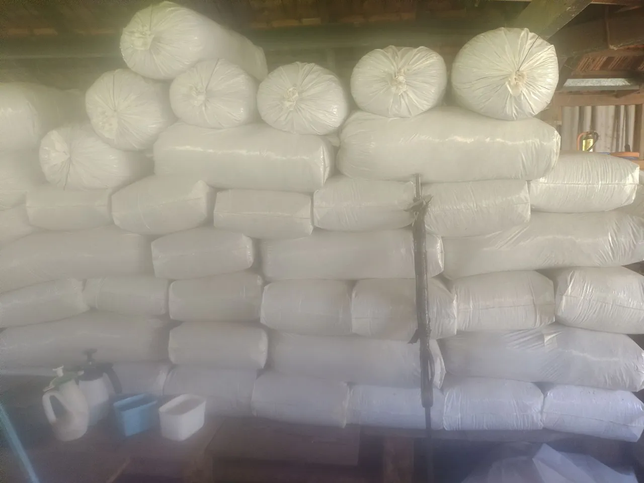 Cilagem de capim lápie com cana