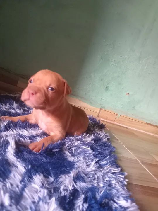 Pitmonster pra vender - Foto 3