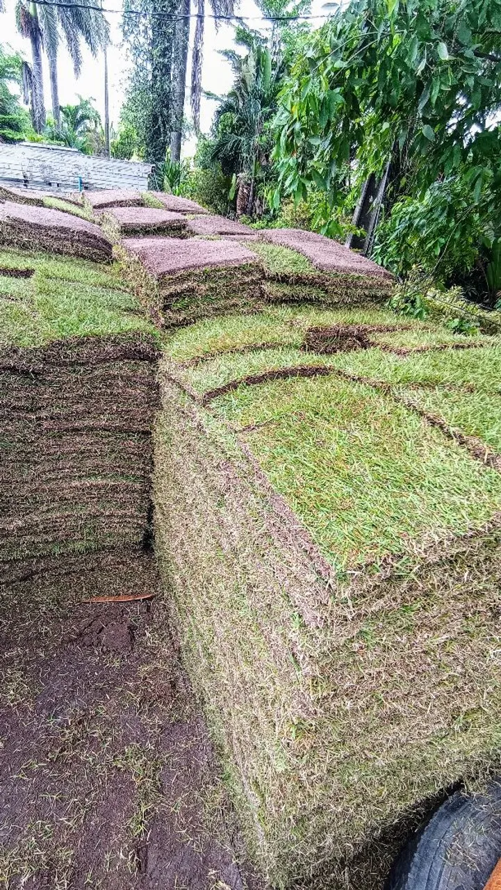 Grama em placas para jardim