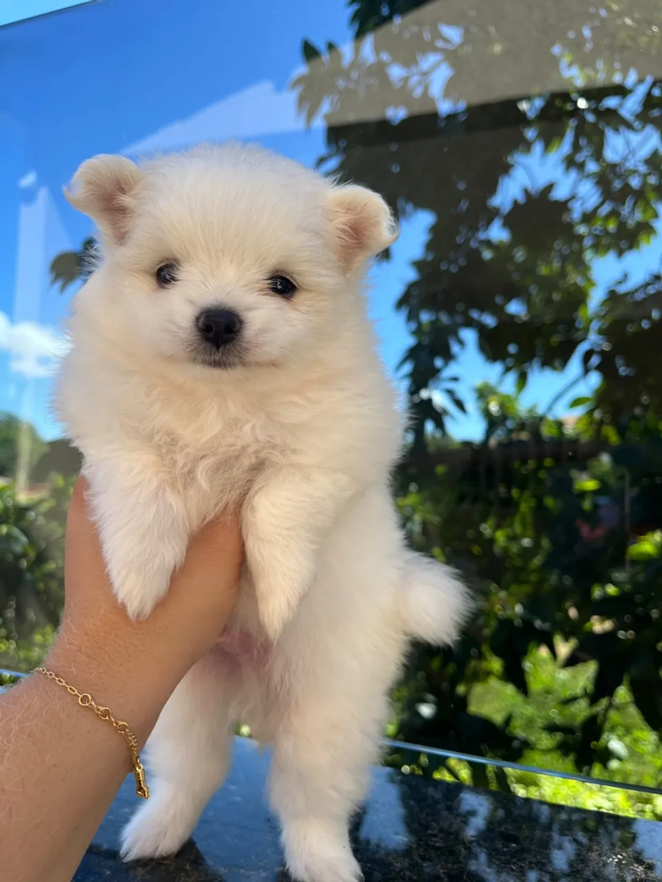Filhote de Spitz Alemão Branco - Fofo e Alegre!