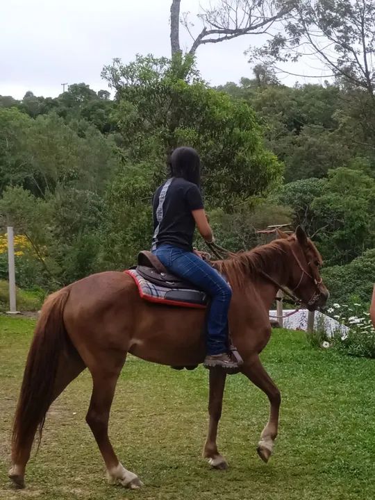 Vendo cela para cavalo de couro só não tem o forro  o resto vai tudo