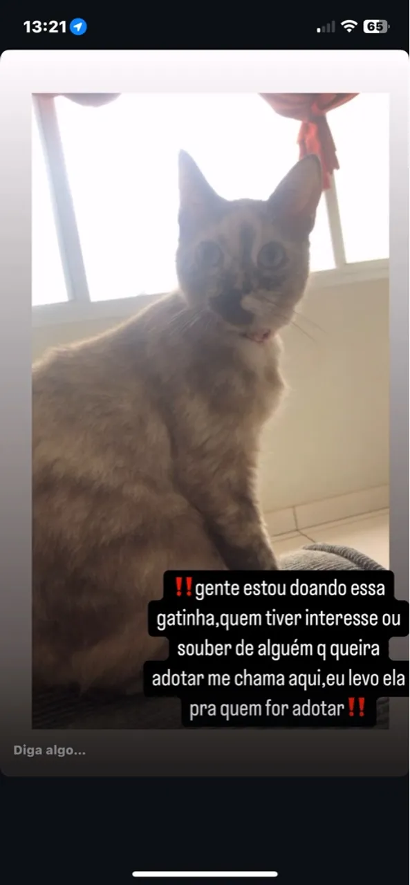 Gatinha para adoção